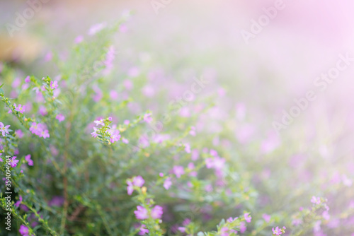 The small violet flowers background select focus