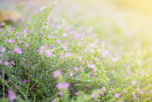 The small violet flowers background select focus