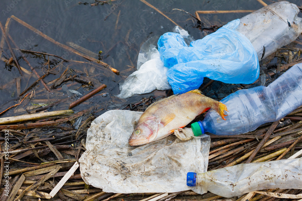 dead fish with plastic trash on the ocean. Concept for the protection