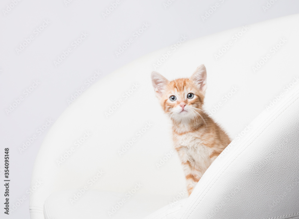 Bright white studio and tiny orange kitten peeks around the edge of the modern chair with negative space for text