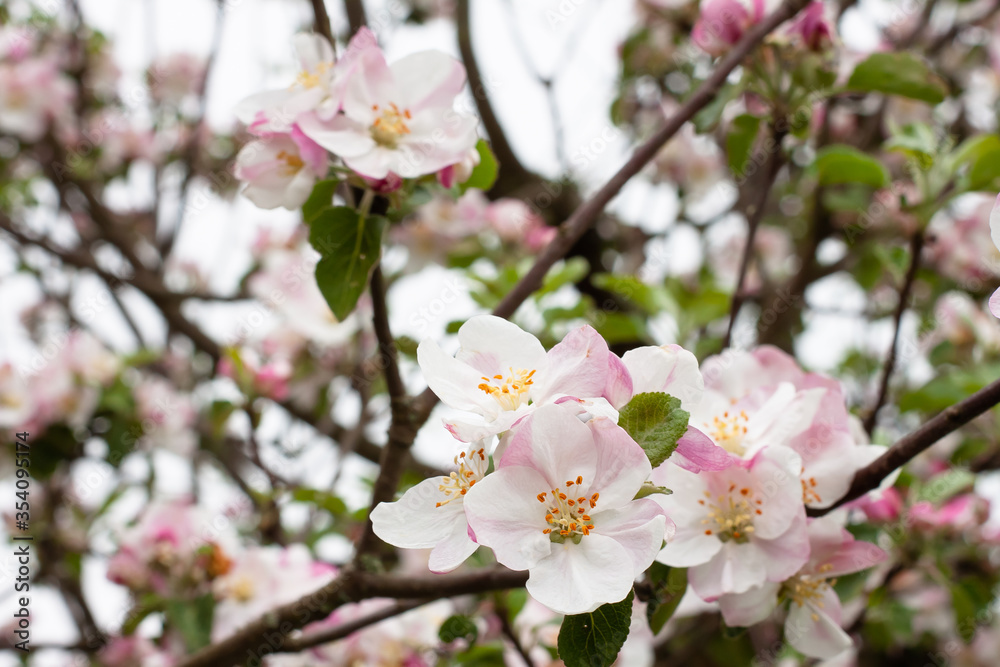 blooming Apple tree. soft pink and white color. garden in spring