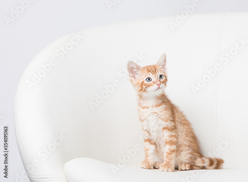 Bright white studio and tiny orange kitten with negative space sits in a modern white chair and turns his head to the right
