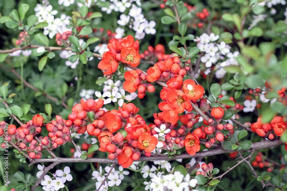 Small orange and white flowers background. Small orange and white flowers background.