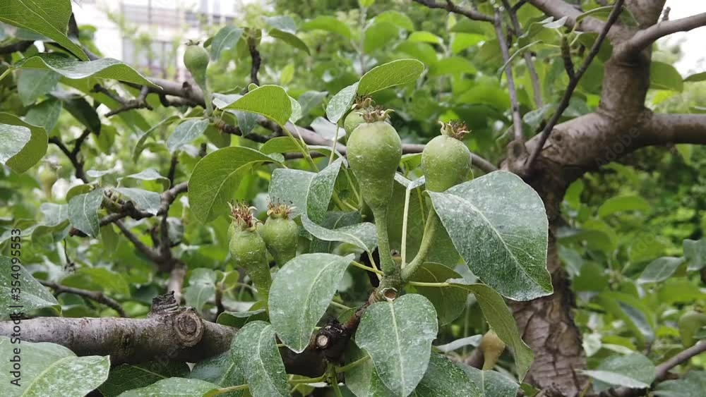 pear fruits growing in an orchard pear fruits growing in an orchard