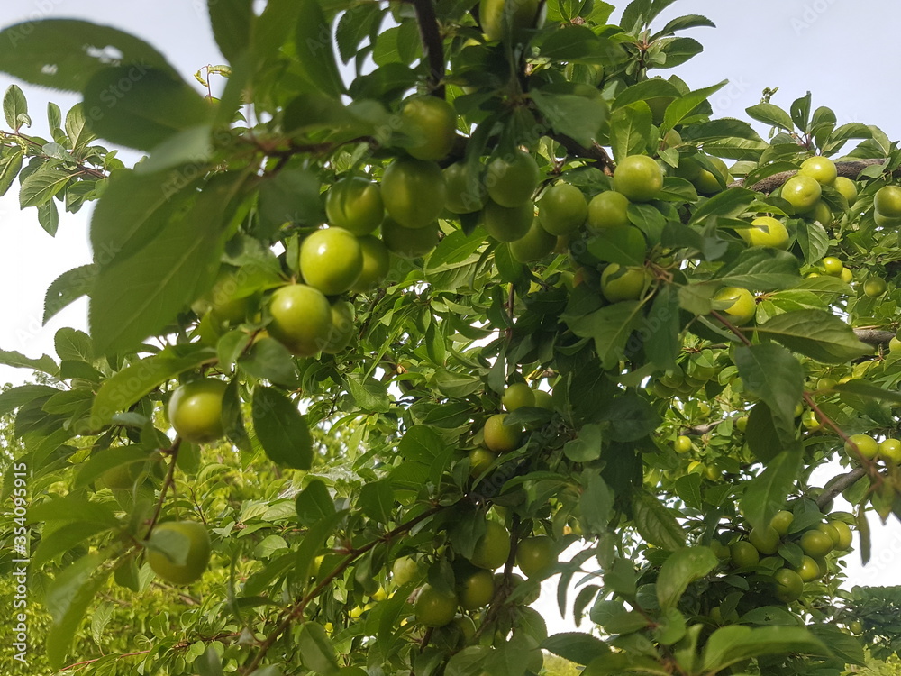 green plum on a plum tree