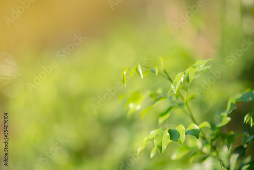 Closeup nature view of green leaf on blurred greenery background at Sunshine select focus