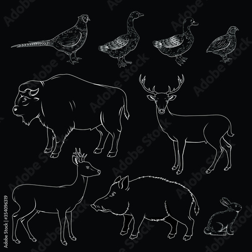 vector illustration set of a wild animals