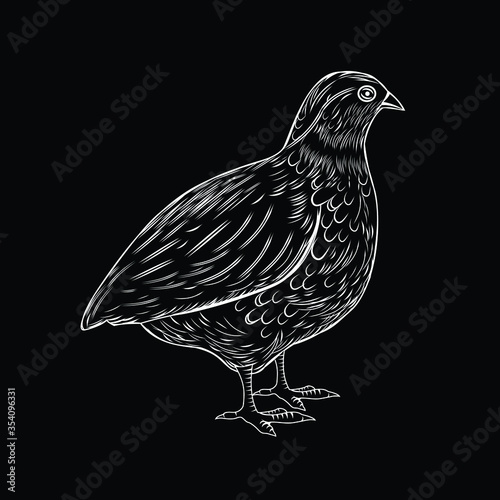 vector illustration of a quail