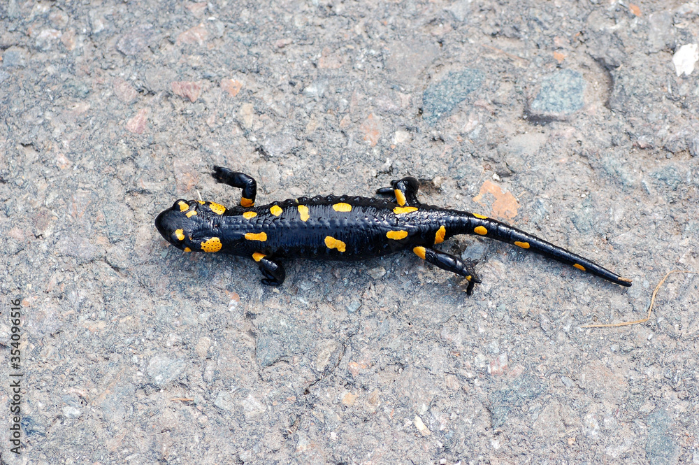 Fire salamander Salamandra salamandra Fire salamander Salamandra salamandra