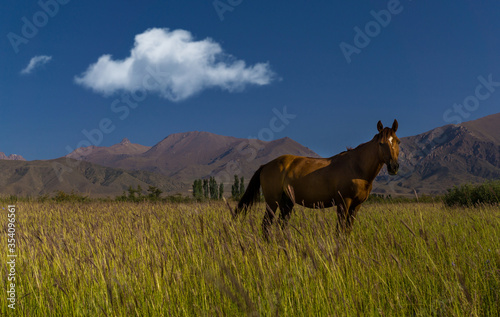Horses on a pasture  near Almaty city  Kazakhstan