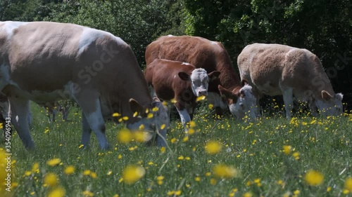 Cow Herd Grazing In Buttercup Meadow Slow Motion Spring Season Warwickshire England