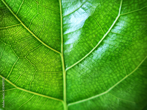 A close up of a green leaf Saw the leaves clearly. nature concept.