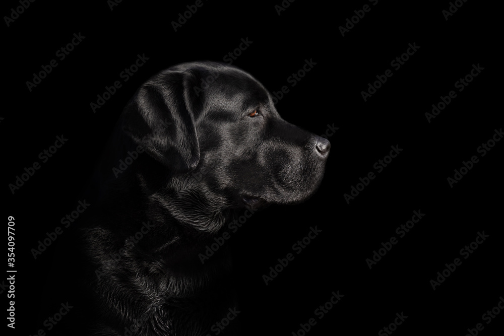 Black labrador retriever portrait on black background Black labrador retriever portrait on black background