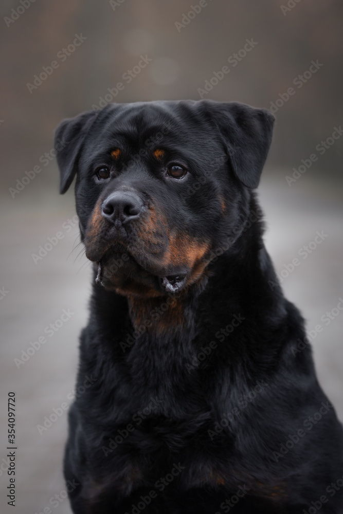 Rottweiler dog closeup portrait