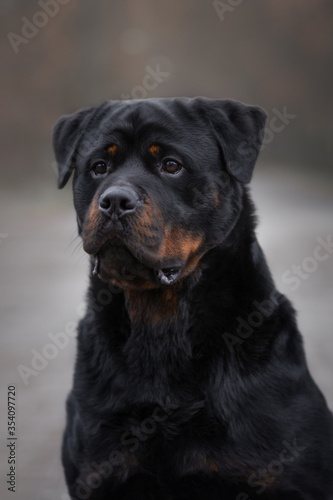 Rottweiler dog closeup portrait