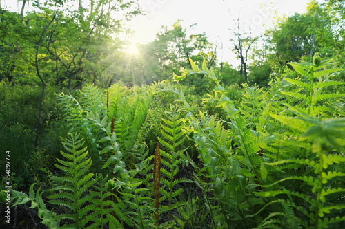 green fern in the forest © Rimma