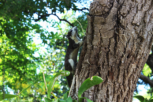 A cute squirrel climbing up a tree