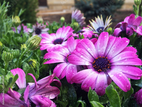 Purple flowers, spring flowers in the flowerbed