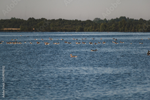 Flock of ducks in the lake in the morning © Ingo