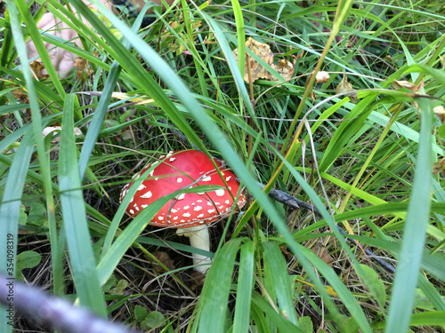 mushrooms under a tree in the forest
non edible mushrooms
big red fly agaric