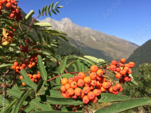 mountain ash on a dry sunny day
mountain ash on a background of mountains