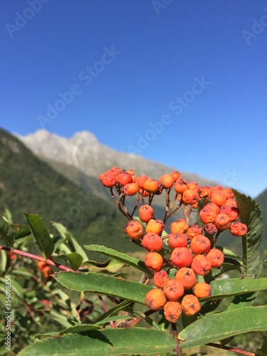 mountain ash on a dry sunny day
mountain ash on a background of mountains