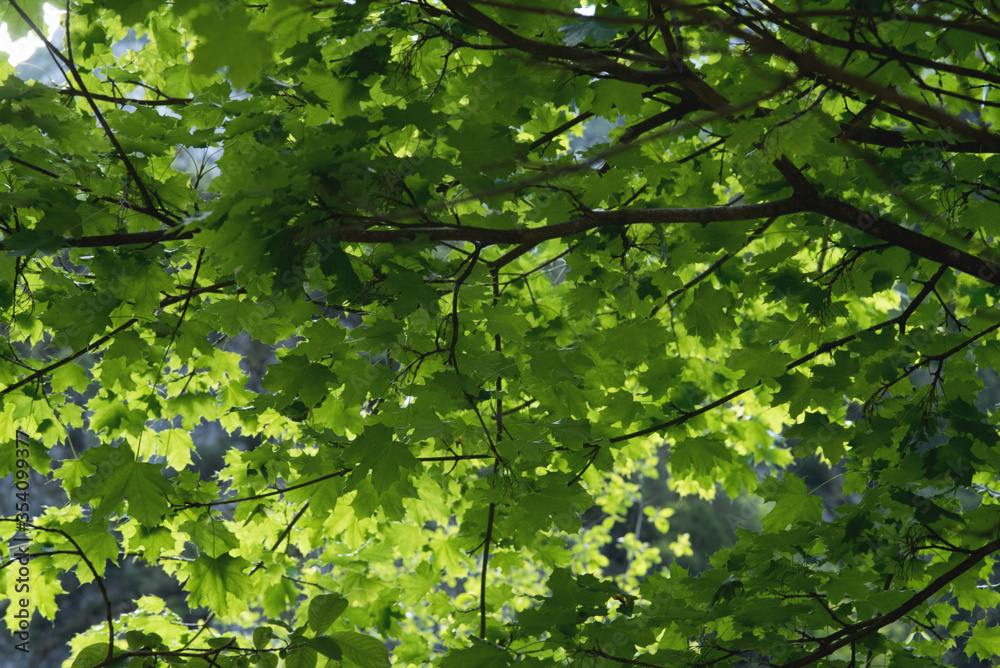 l'acero e le sue belle foglie di colore verde intenso l'acero e le sue belle foglie di colore verde intenso