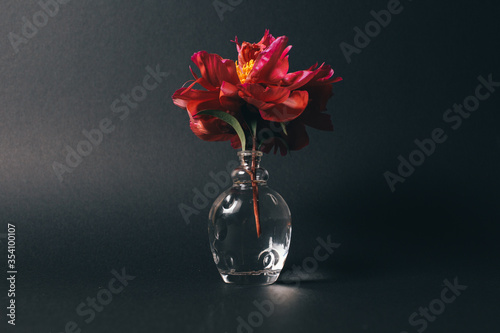 little red peony in a glass vase on black background. High quality photo
