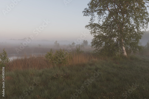 misty morning in the moor