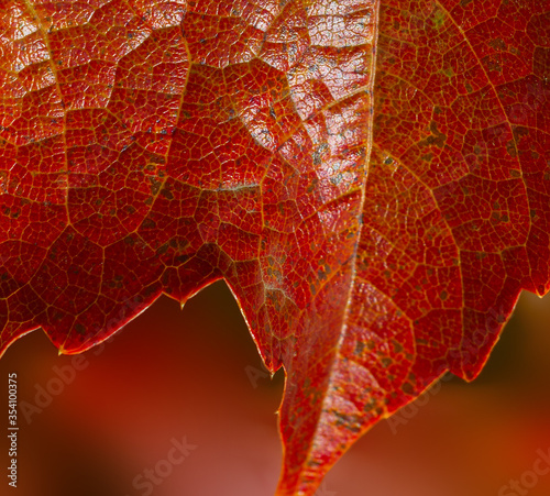 Red macro leaf in autumn background. Free space, borders. Leaves texture of virginia creeper grape photo