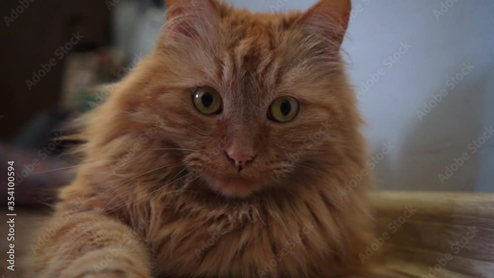 a ginger cat put his head on the floor and stretch a paw a ginger cat put his head on the floor and stretch a paw