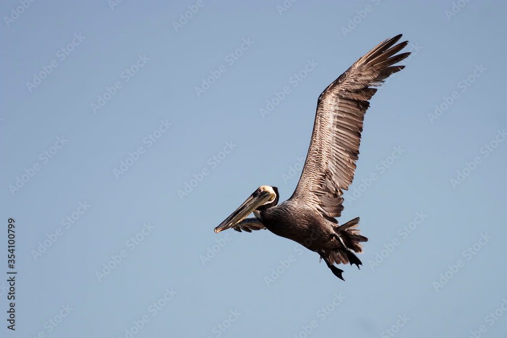 Obraz premium Brown Pelican, Pelecanus occidentalis, flying