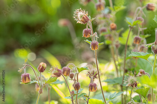 Blüten des Bachnelkenwurz Geum rivale im Gegenlicht vor unscharfem Hintergrund