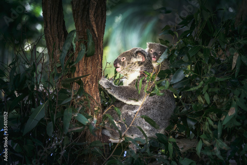 Photography Koala with a baby in Queensland