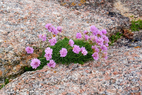 Armeria maritima photo