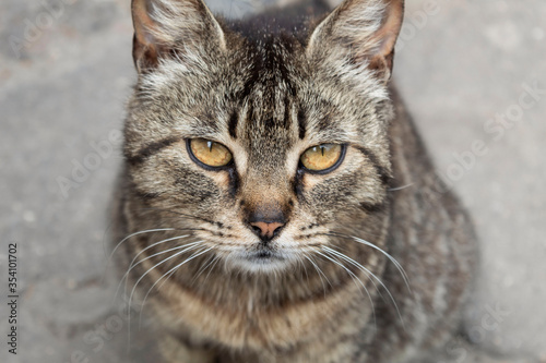 Portrait of a sitting gray domestic cat. © Olha