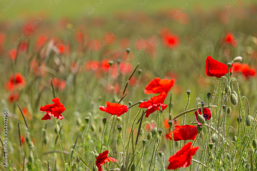 Fototapeta premium Vibrant poppies in the Sussex countryside