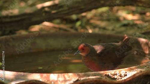  skittish waterbird found in Thailand in which it likes to stay undergrowth especially thick grass so when threatened it can hide right away; the legs are bright red and the eyes as well.