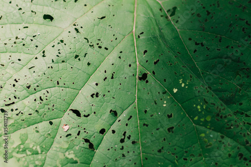 Beautiful nature and can be used as a variety of wallpapers