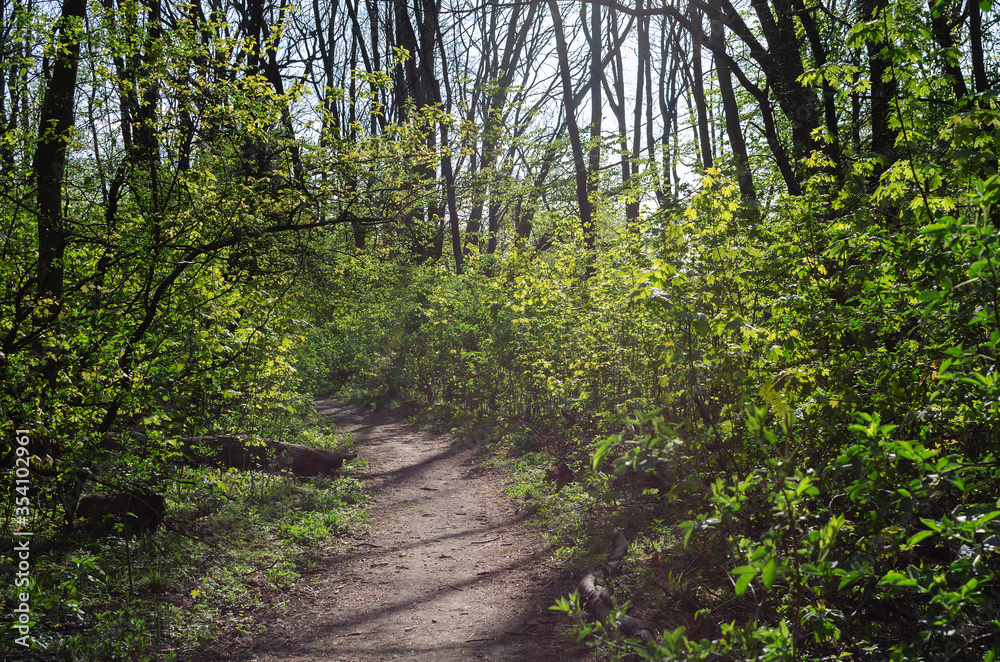 Fototapeta premium footpath in a flowering spring forest