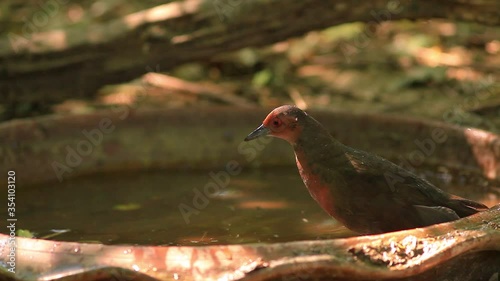 A skittish waterbird found in Thailand in which it likes to stay undergrowth especially thick grass so when threatened it can hide right away; the legs are bright red and the eyes as well.