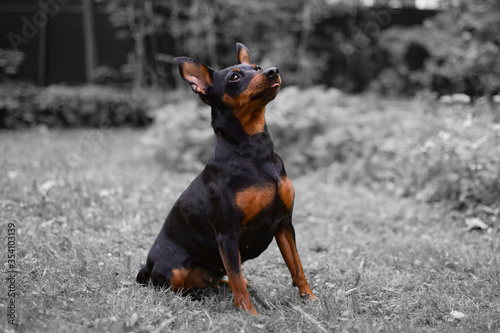 Puppy dwarf mini pincher dog on the grass