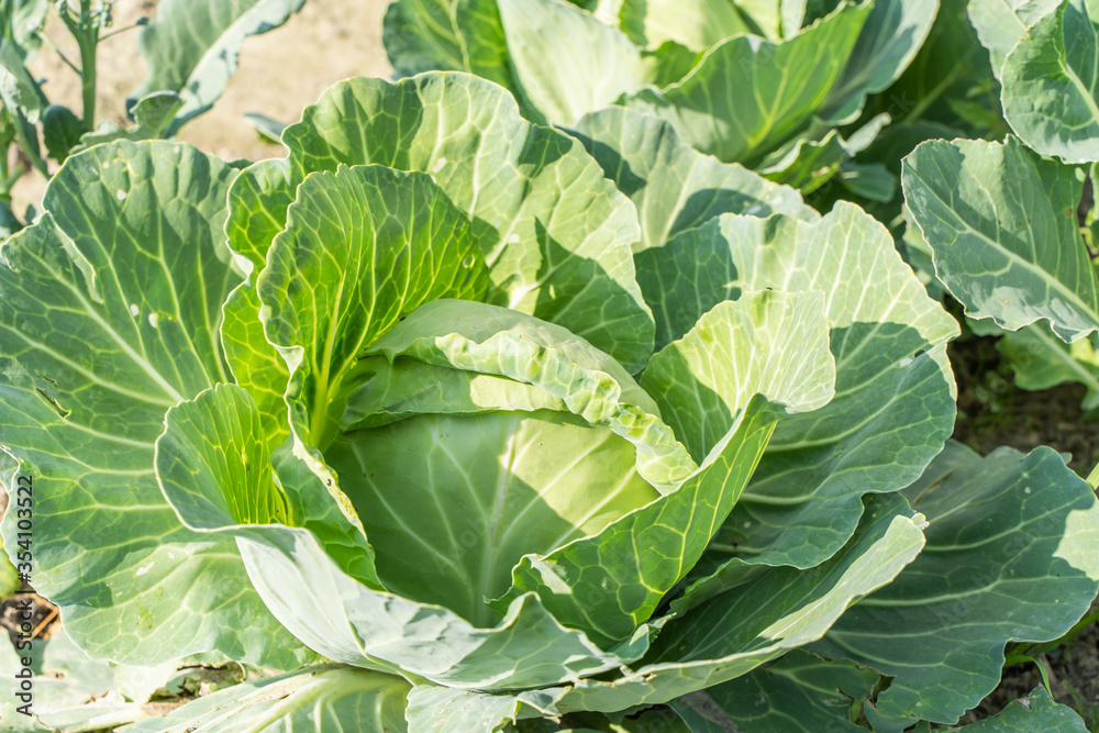 Cabbage growing in home vegetable garden. Vegeterian food concept. Stock photo. Cabbage growing in home vegetable garden. Vegeterian food concept. Stock photo.