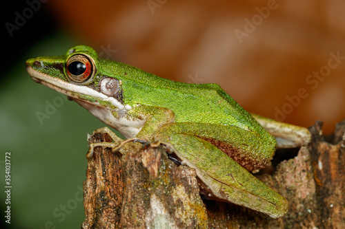 side profile of the copper cheeked frog on a wooden log showing full body and vibrant neon colours. Ambhibian