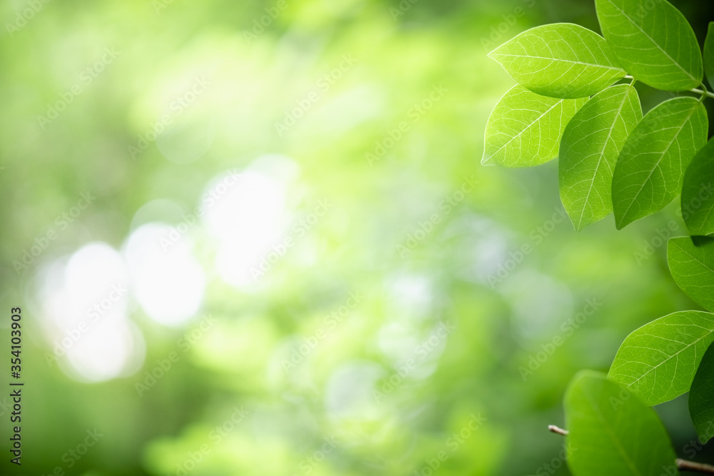Amazing nature view of green leaf on blurred greenery background in garden and sunlight with copy space using as background natural green plants landscape, ecology, fresh wallpaper concept. Amazing nature view of green leaf on blurred greenery background in garden and sunlight with copy space using as background natural green plants landscape, ecology, fresh wallpaper concept.