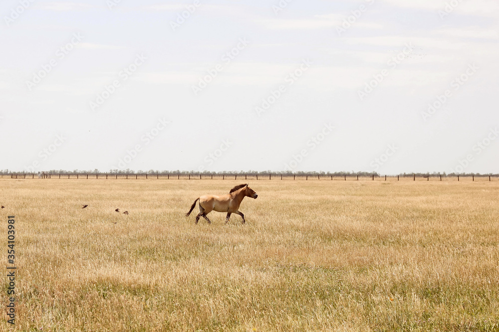 Fototapeta premium wild horse in the field