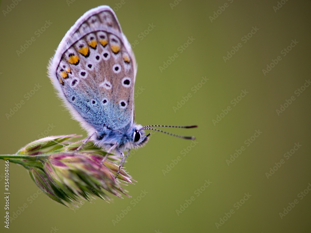 Obraz premium The Common Blue (Plebejus idas) is a species of diurnal butterfly in the blue family
