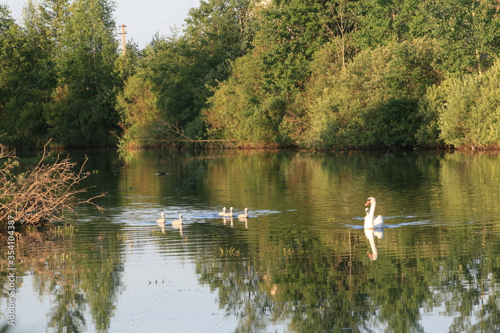 Fototapeta premium Mute swan (Cygnus olor) is a species of swan and a member of the waterfowl family Anatidae