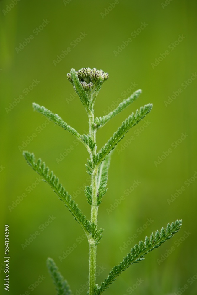 Yarrow - Achillea millefolium is considered a magical plant, especially in China. It has long been used in divination with the I Ching, or Book of Changes.