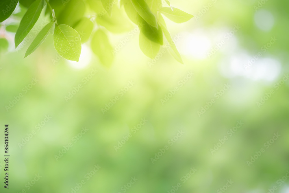 Amazing nature view of green leaf on blurred greenery background in garden and sunlight with copy space using as background natural green plants landscape, ecology, fresh wallpaper concept. Amazing nature view of green leaf on blurred greenery background in garden and sunlight with copy space using as background natural green plants landscape, ecology, fresh wallpaper concept.